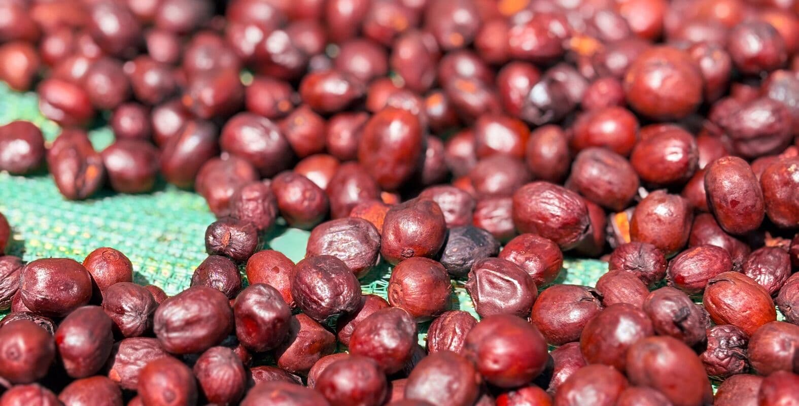 Coffee cherries drying on raised beds